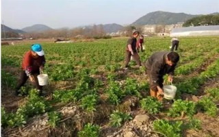 蠶豆什么時候種植，不同的地區(qū)種植時間不同