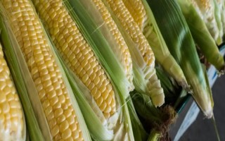 良玉918號玉米種子介紹，4月下旬至5月上旬播種