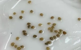 番茄種子怎么留，選擇長勢好且個(gè)頭大的果實(shí)