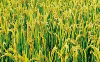 長兩優(yōu)晶韻水稻種簡介，秧田播種量每畝10-15千克