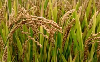 黔麥22號（區(qū)試名稱：黔0507-2）小麥種子特征特性，播種時應施足底肥