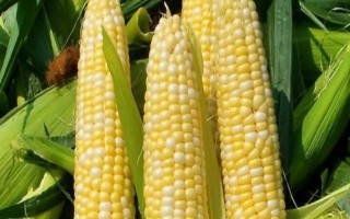 粵甜30號玉米種子介紹，秋植生育期69天