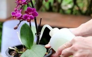 蝴蝶蘭的養(yǎng)護(hù)方法，適合在15-20℃左右生長(zhǎng)