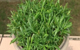 羅漢松怎么水培，需定期向容器中添加營(yíng)養(yǎng)液