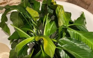 水培白掌葉尖為什么會干枯，可能是水質(zhì)差、養(yǎng)分不足、溫度過高等因素造成
