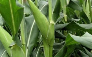 皖糯3號玉米種子特征特性