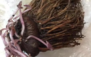 仙客來花落后如何處理，要對(duì)其進(jìn)行修剪