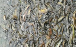 捉泥鰍絕招，可采用網(wǎng)捕法、籠捕法和挖捕法