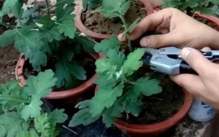 多頭小菊的種植方法，可選擇在春秋兩季進行