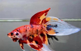 馬尾斗魚如何鑒別公母，公魚的魚鰭較大且長、母魚的魚鰭較短小