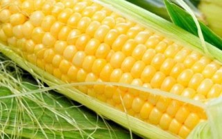 天利禾6009玉米種子簡介，該品種幼苗期第一葉鞘紫色