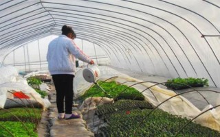 夏季蔬菜育苗要注意什么，及時(shí)分苗間苗可讓秧苗更粗壯