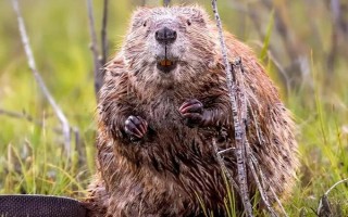 水生哺乳動物的種類，包括虎鯨、海豚、白鰭豚等品種