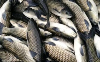 如何養(yǎng)草魚，避免喂食發(fā)霉變質飼料
