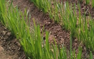 半陰半陽(yáng)適合種什么蔬菜，可以種韭菜、空心菜、蠶豆和花生等
