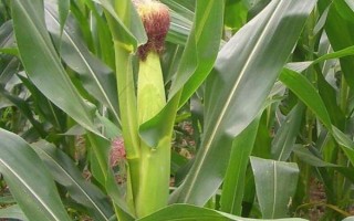 寧玉309玉米品種簡(jiǎn)介