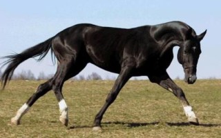 汗血寶馬介紹，其祖先是生長在戈壁地帶的野馬