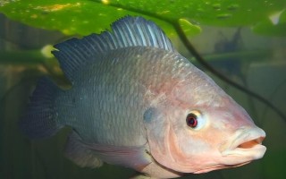 羅非魚的價格，因規(guī)格、地區(qū)等條件而異
