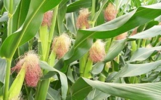 滑豐6號(hào)玉米種子的特征特性，夏播生育期為101天
