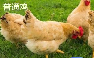 蘆花雞和普通雞有什么區(qū)別，品種、外觀均不同