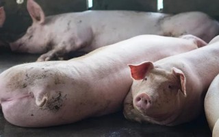豬為什么會(huì)患上異食癖，缺少礦物質(zhì)元素是主因