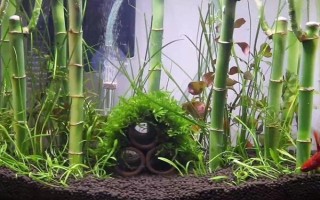 富貴竹能跟魚一起養(yǎng)嗎，富貴竹是可以和魚一起養(yǎng)的