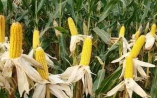 鋒玉201玉米種子特征特性，最適宜播種期為春播