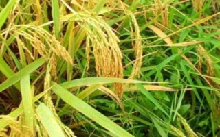 春兩優(yōu)粵新油占水稻種子介紹，播種育秧