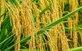 寧粳15號水稻品種簡介，粳型常規(guī)水稻品種