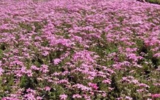 福祿考的繁殖方法，可采用分株、壓條、扦插等方式
