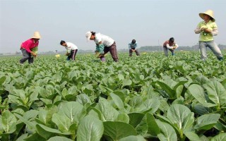 蔬菜低碳防蟲方法，可以肥治蟲、以死蟲治活蟲等