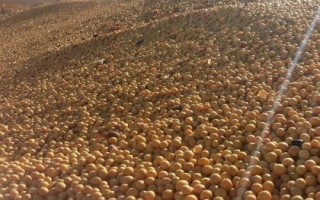 吉育3512大豆品種的特性，8月中旬及時防治大豆食心蟲