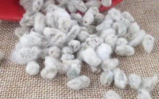 YL017棉花種子簡(jiǎn)介，湖南春播生育期119.9天