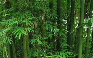 北方的大型竹子有哪些，常見的有毛竹、紫竹、金鑲玉竹等