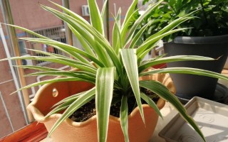 春天吊蘭多少度可發(fā)芽，室內(nèi)的溫度達(dá)到12℃以上即可