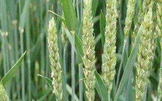 川農(nóng)29小麥品種的特性，全生育期180天左右