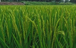 耘兩優(yōu)966水稻種子簡介，及時防治相關(guān)病蟲害