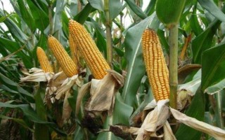 九圣禾235玉米種子介紹，每畝適宜種植密度5000株