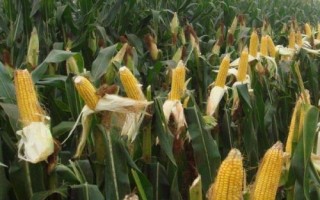 先玉1809玉米種子特征特性，出苗至成熟110天左右