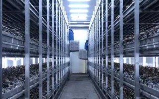 平菇銹斑病怎么防治，需通風降濕、噴施石灰水或漂白粉溶液