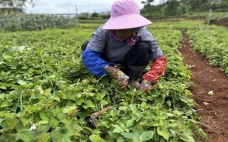 魚腥草怎么種植，按照20厘米的間距定植根莖