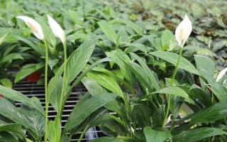 一帆風(fēng)順的澆水方法，每隔7-10天澆一次