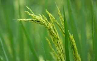 廣紅3號(hào)水稻種子介紹，全生育期143.4天