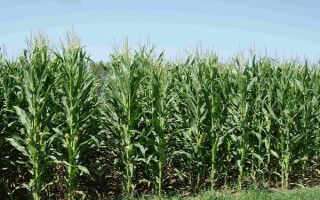 先正達(dá)408玉米種子簡(jiǎn)介，種植密度4000株/畝