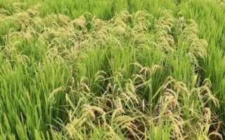 爽兩優(yōu)美占水稻種簡介，全生育期133.7天