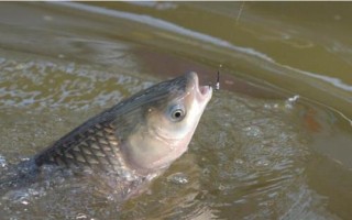 0.8子線適合釣什么魚，適合搭配1.0或1.2號(hào)主線
