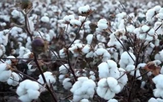 冀棉818棉花種子簡介，2016年高抗枯萎病