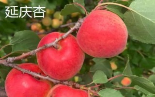 北京市延慶縣的特產(chǎn)，包括延慶杏、延慶國光蘋果、燕山板栗等種類