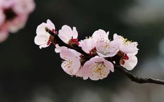 杏花的開(kāi)花時(shí)間，花期在農(nóng)歷的2月份左右