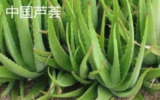 藥用蘆薈的種類，包括開(kāi)普蘆薈、皂質(zhì)蘆薈等品種